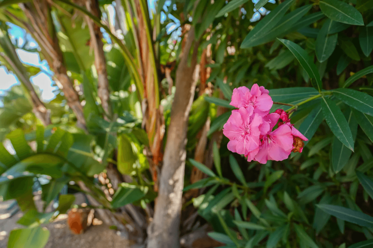 Villa til salg i Javea