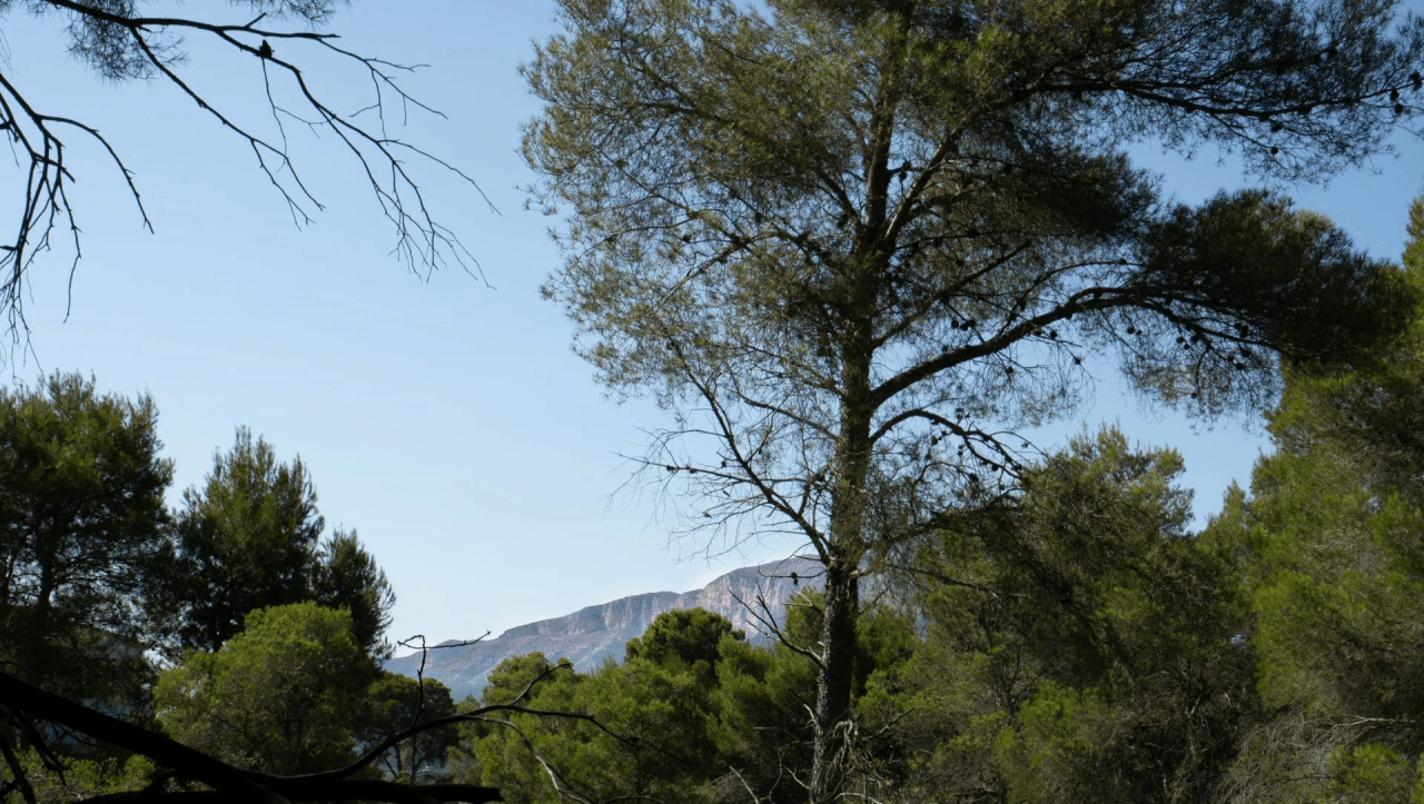 Land til salg i Javea